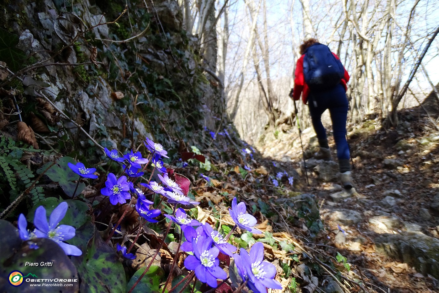 48 Hepatica nobilis.JPG -                                